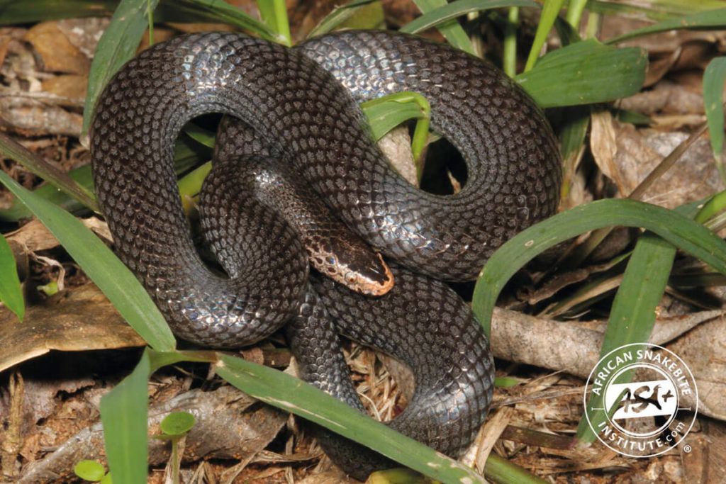 Pygmy Wolf Snake - African Snakebite Institute