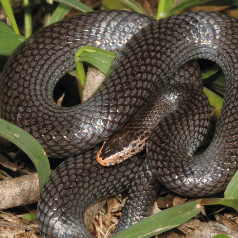 Pygmy Wolf Snake - African Snakebite Institute