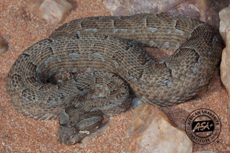 Red Adder - African Snakebite Institute