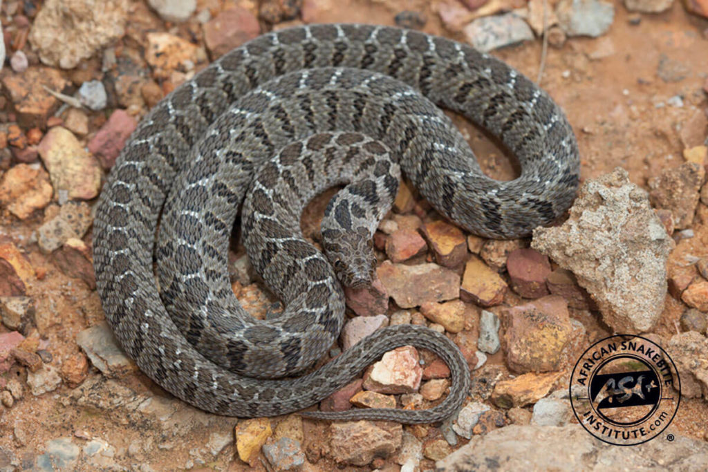 Common Egg-eater - African Snakebite Institute