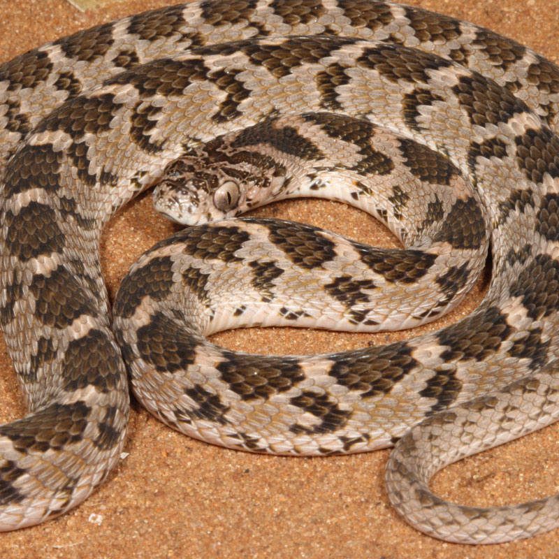 Rhombic Egg-eater - African Snakebite Institute