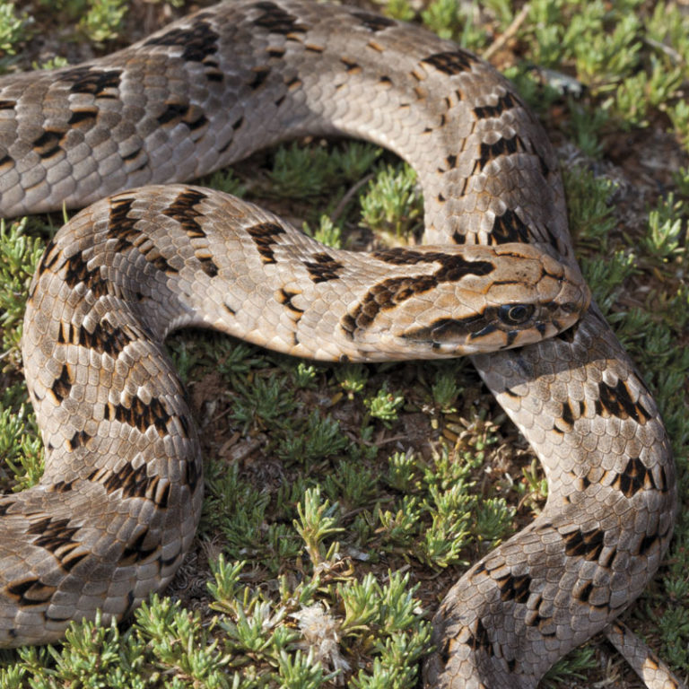 Common Night Adder - African Snakebite Institute