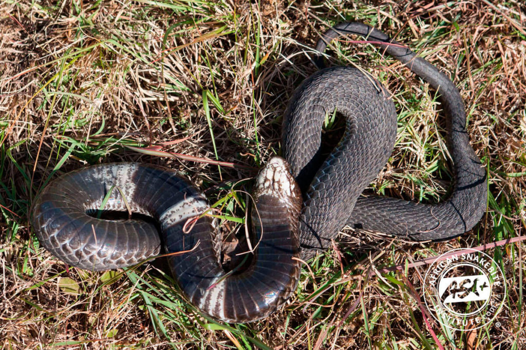 Rinkhals African Snakebite Institute