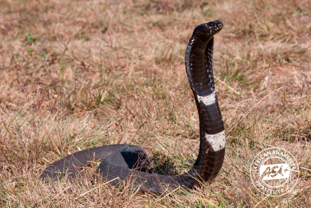 How To Catch A Rinkhals Snake - Snake Poin