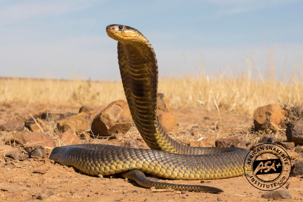 Snouted Cobra - African Snakebite Institute