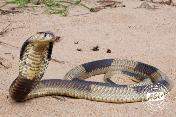 Snouted Cobra - African Snakebite Institute