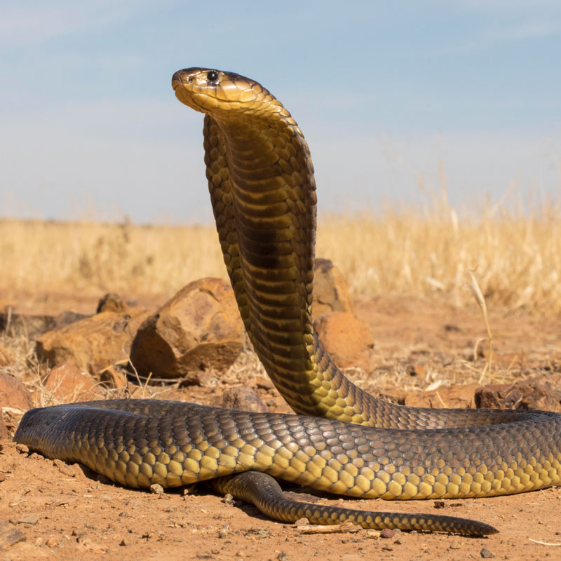 Snouted Cobra - African Snakebite Institute