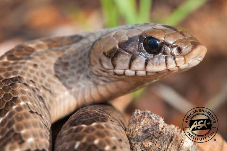 Snouted Night Adder - African Snakebite Institute