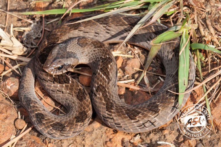 Snouted Night Adder - African Snakebite Institute