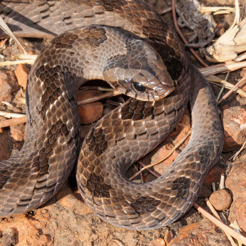 Snouted Night Adder - African Snakebite Institute