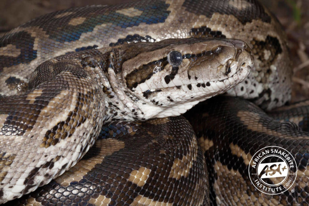 Southern African Python African Snakebite Institute   Southern African Python 1 Web 1024x683 