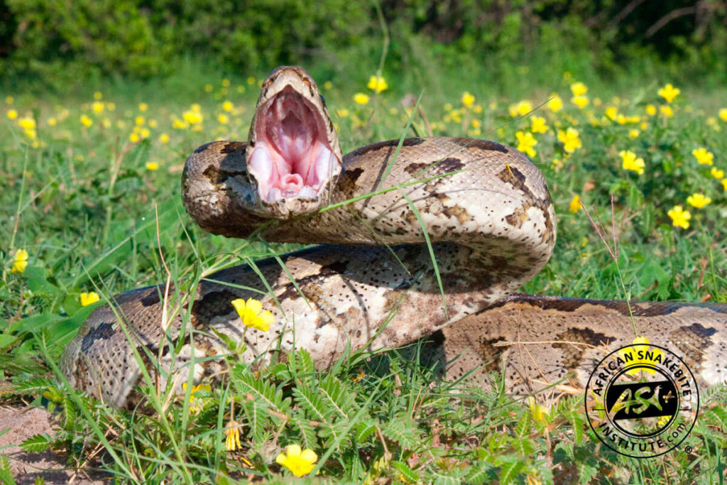 Southern African Python African Snakebite Institute   Southern African Python 6 Web 1024x683 