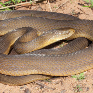 Southern Brown Egg-eater - African Snakebite Institute