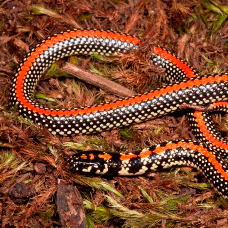 Spotted Harlequin Snake - African Snakebite Institute