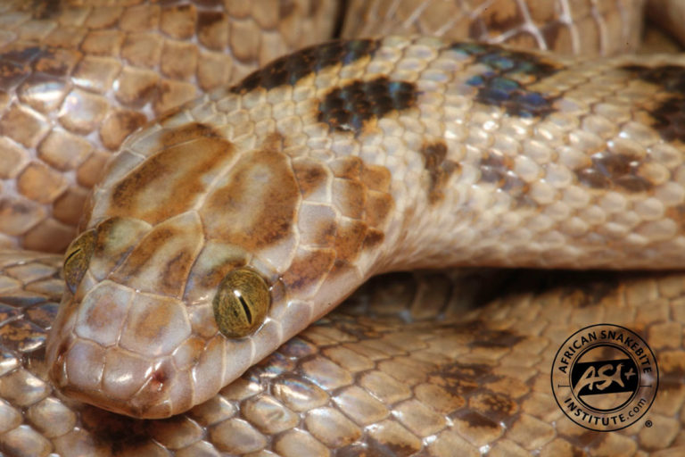 Spotted Rock Snake - African Snakebite Institute