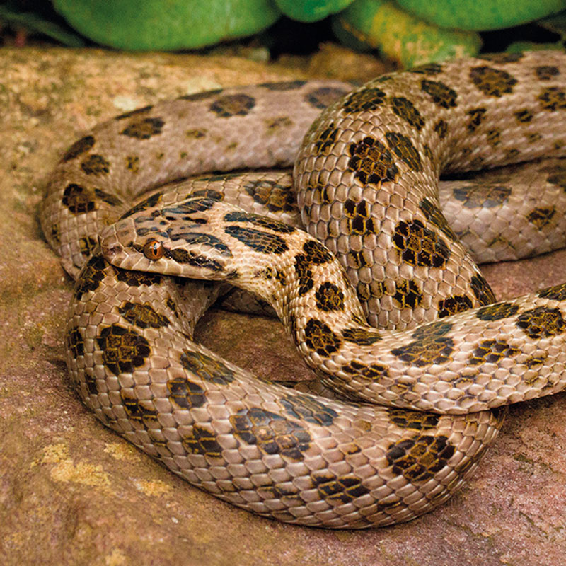 Spotted Rock Snake - African Snakebite Institute