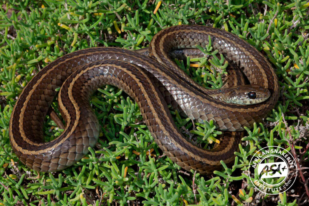 Spotted Skaapsteker - African Snakebite Institute