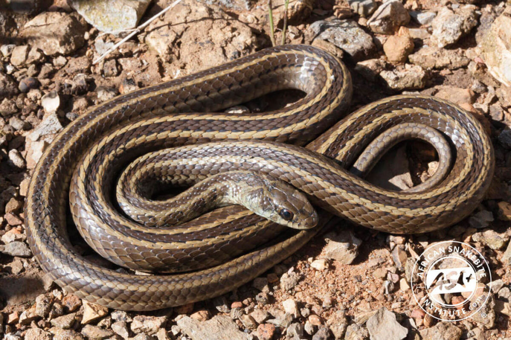 Spotted Skaapsteker - African Snakebite Institute