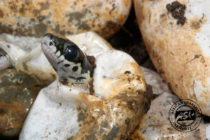 Spotted Skaapsteker - African Snakebite Institute