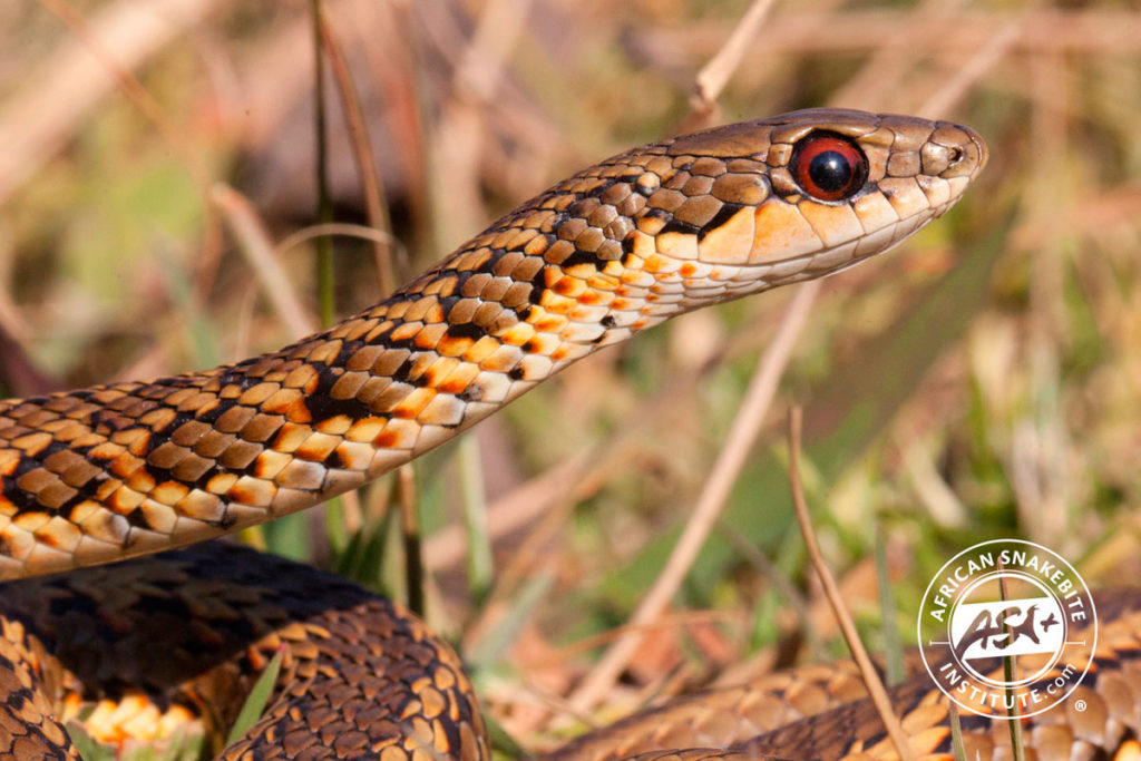 Spotted Skaapsteker African Snakebite Institute