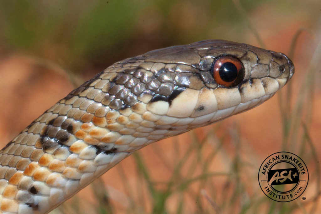 Spotted Skaapsteker African Snakebite Institute