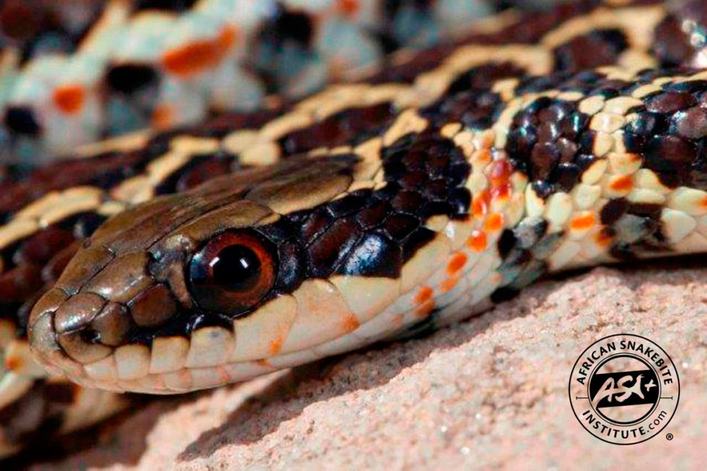 Spotted Skaapsteker African Snakebite Institute