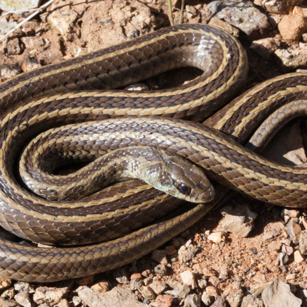 Spotted Skaapsteker - African Snakebite Institute