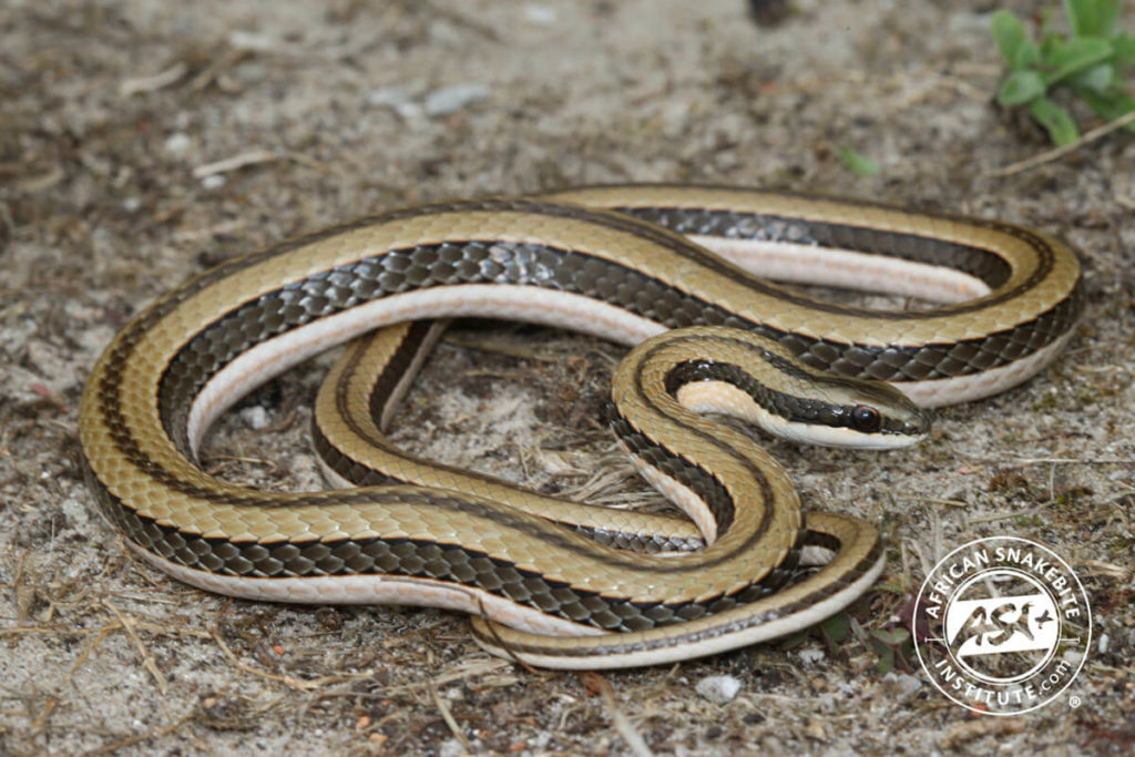 Striped Skaapsteker - African Snakebite Institute