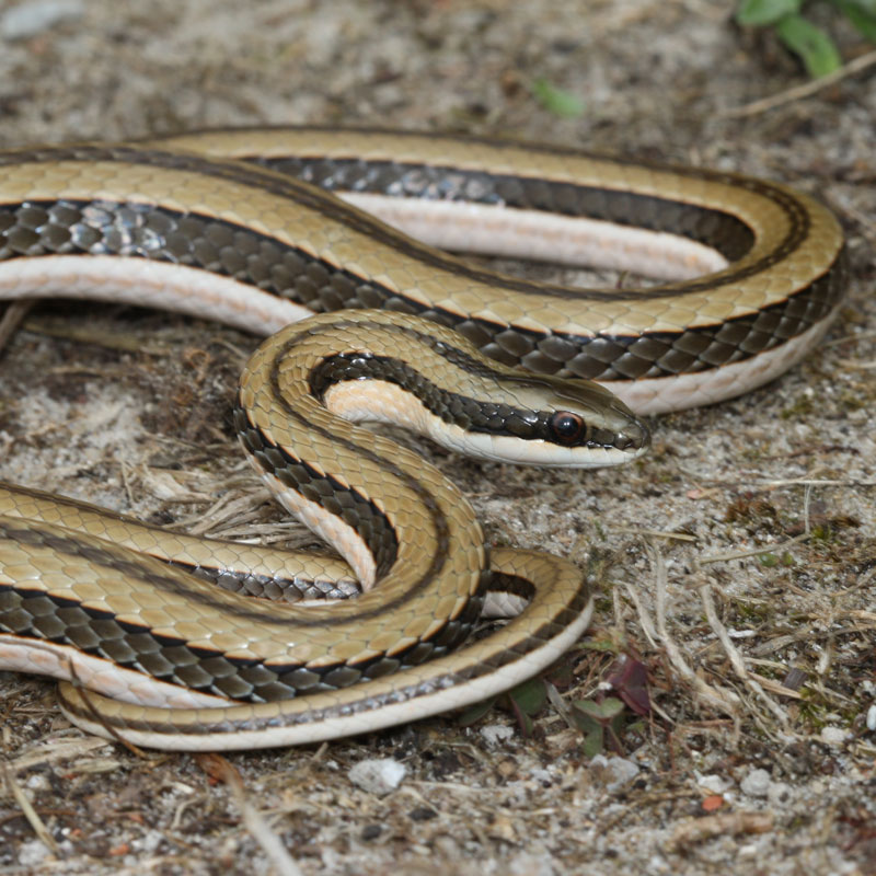 Striped Skaapsteker - African Snakebite Institute