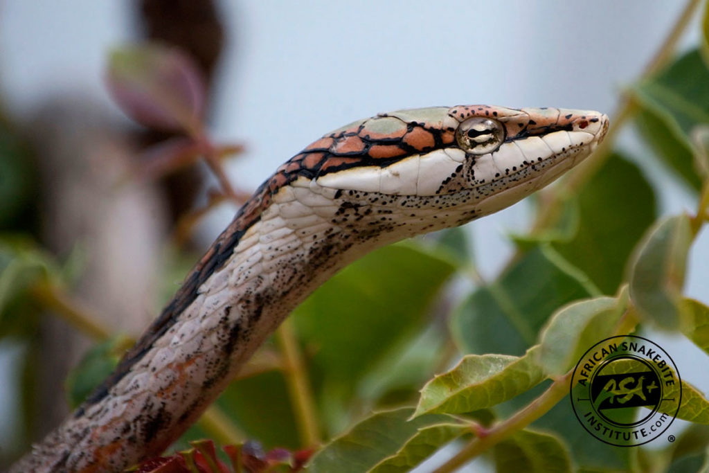 Southern Twig Snake African Snakebite Institute