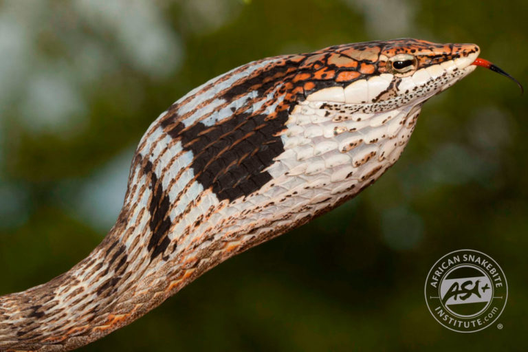 Southern Twig Snake - African Snakebite Institute