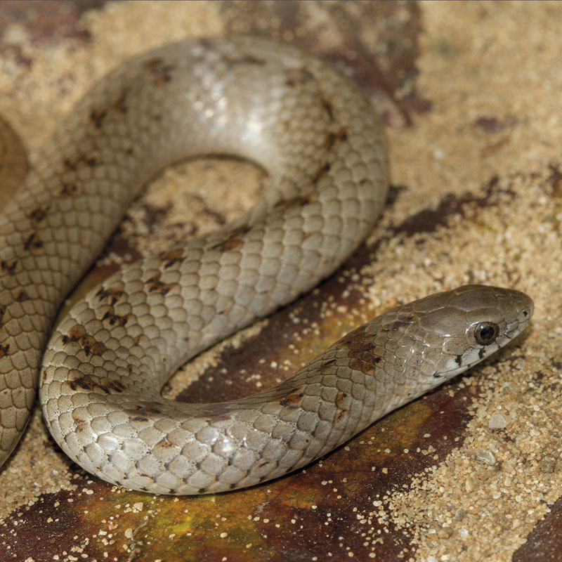 Variegated Slug-eater - African Snakebite Institute