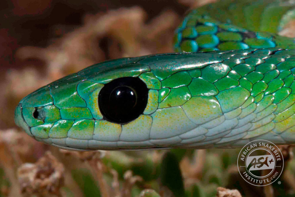 Western Natal Green Snake - African Snakebite Institute