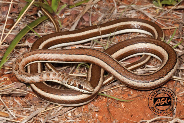 Western Yellow-bellied Sand Snake - African Snakebite Institute