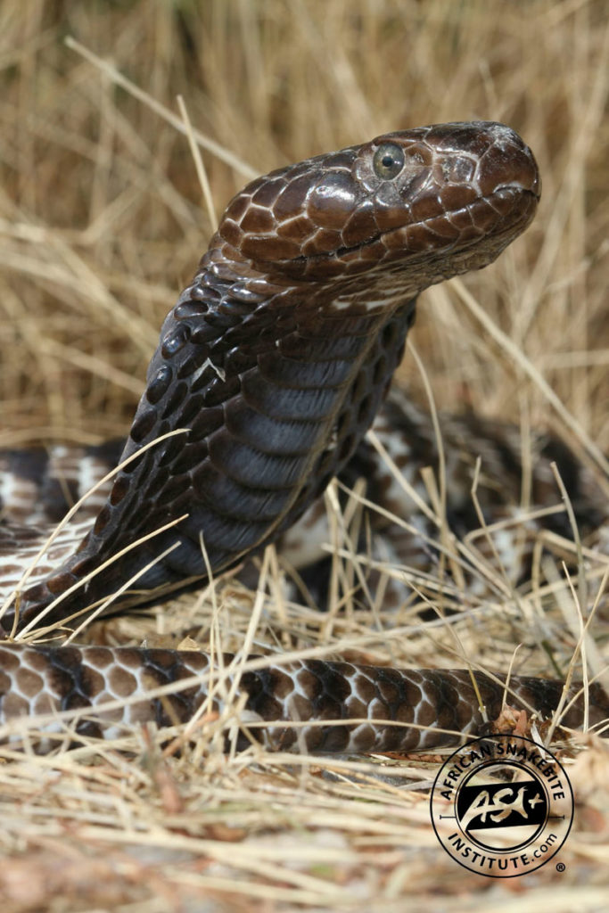 Zebra Cobra - African Snakebite Institute