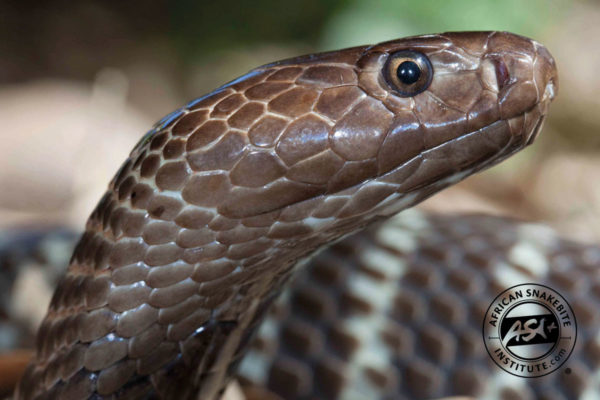 Zebra Cobra - African Snakebite Institute