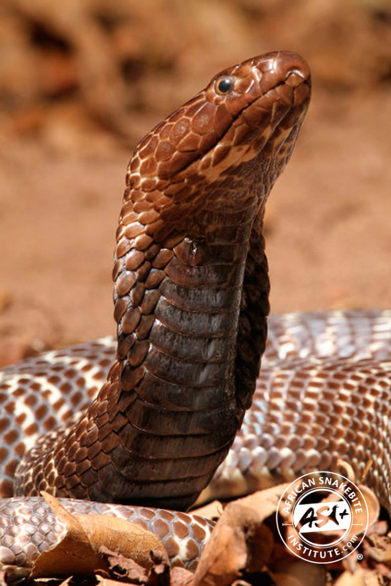 Zebra Cobra - African Snakebite Institute