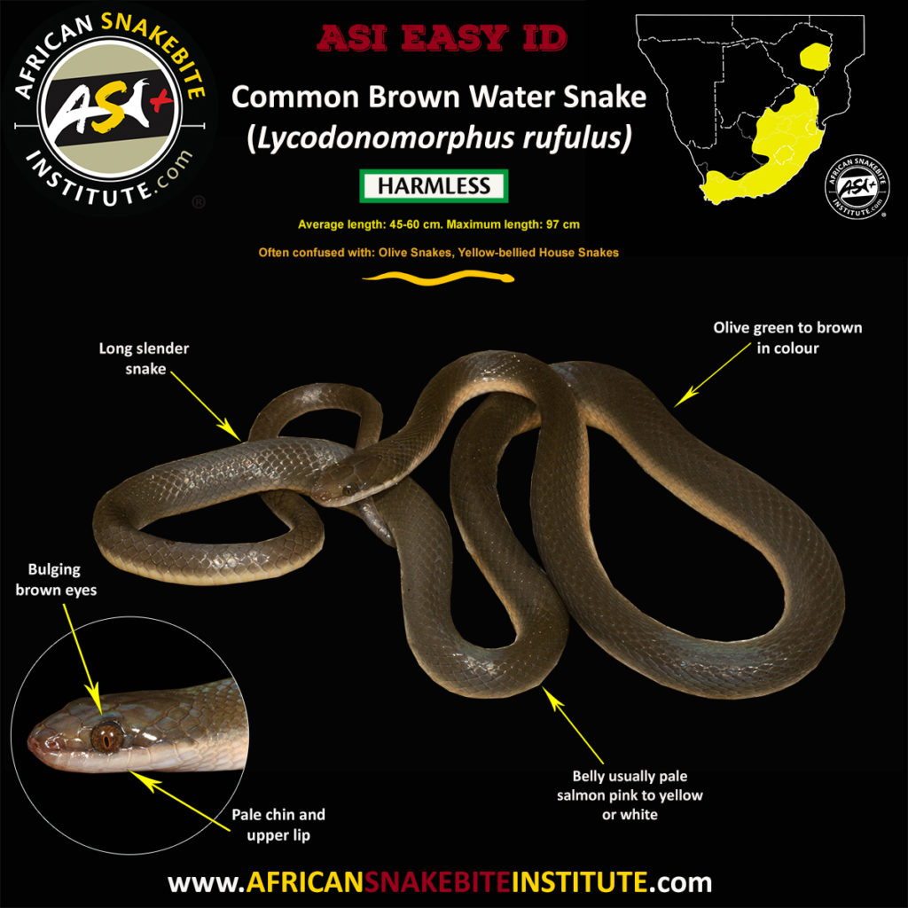 Common Brown Water Snake - African Snakebite Institute