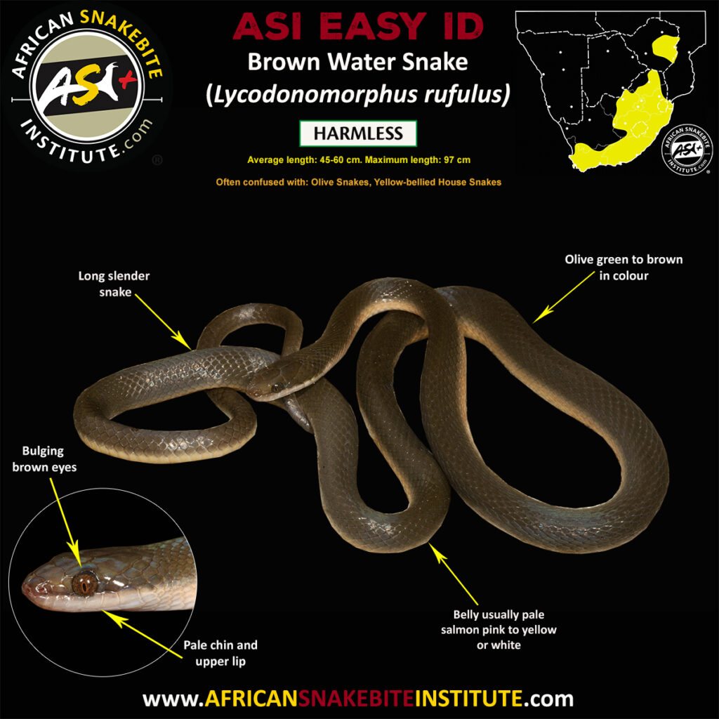 Brown Water Snake - African Snakebite Institute