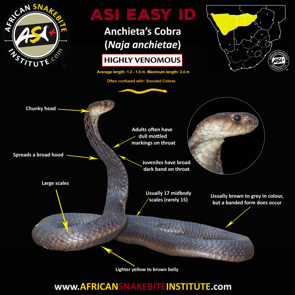 Anchieta’s Cobra - African Snakebite Institute