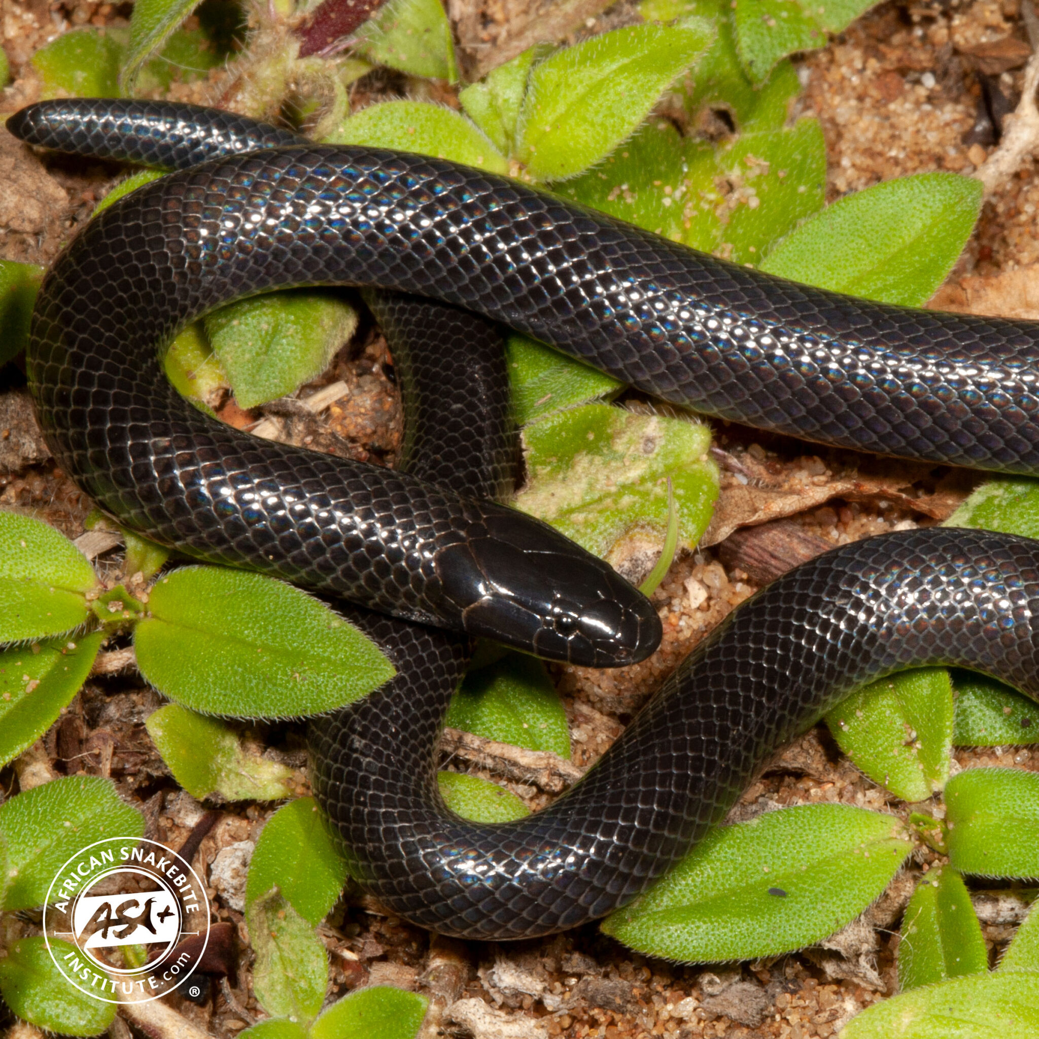 Common Purple-glossed Snake - African Snakebite Institute