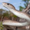 Black Mamba - African Snakebite Institute