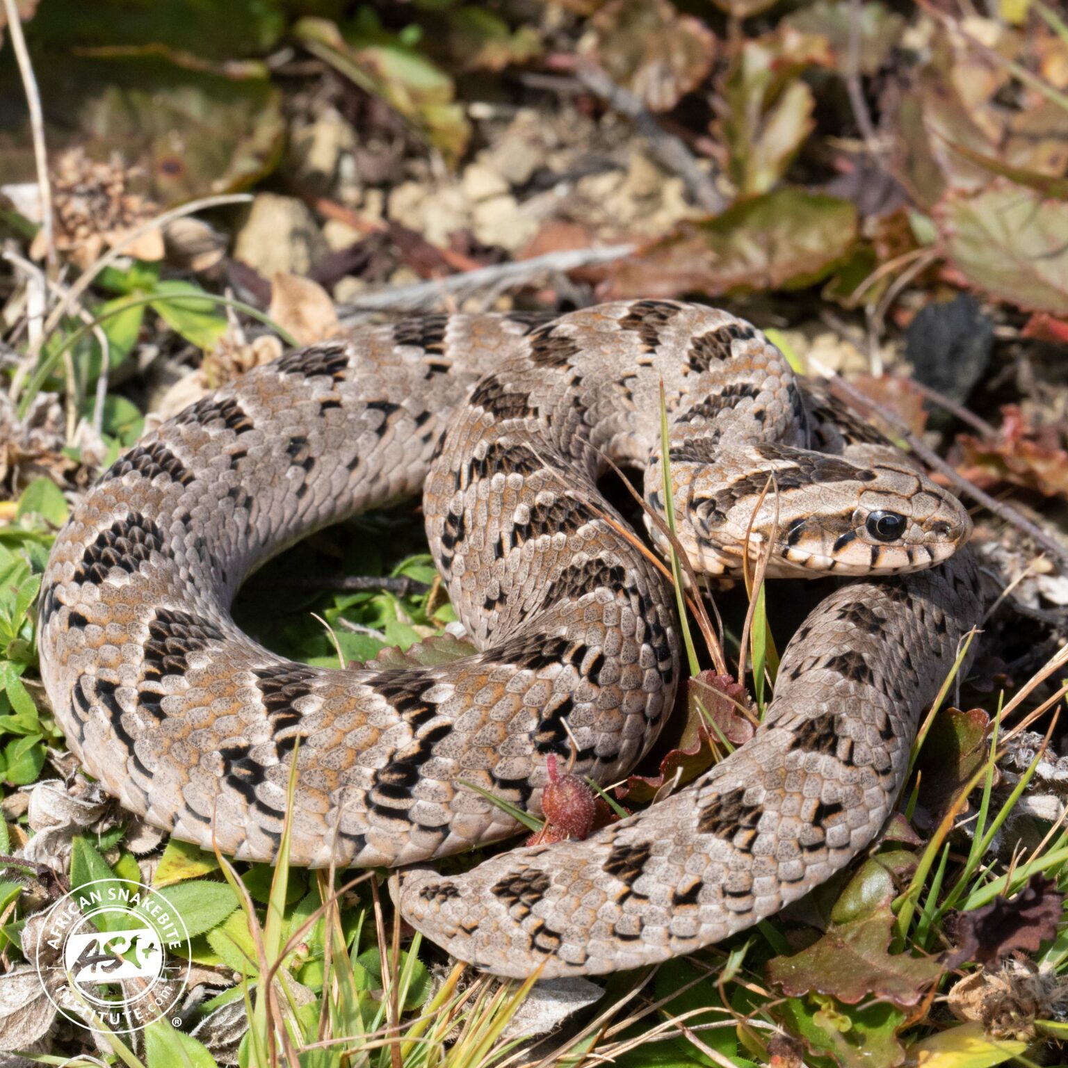 Common Night Adder - African Snakebite Institute