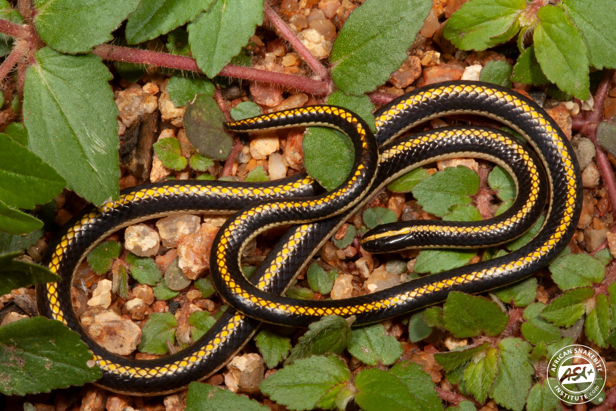 File:Yellow striped black snake.jpg - Wikipedia