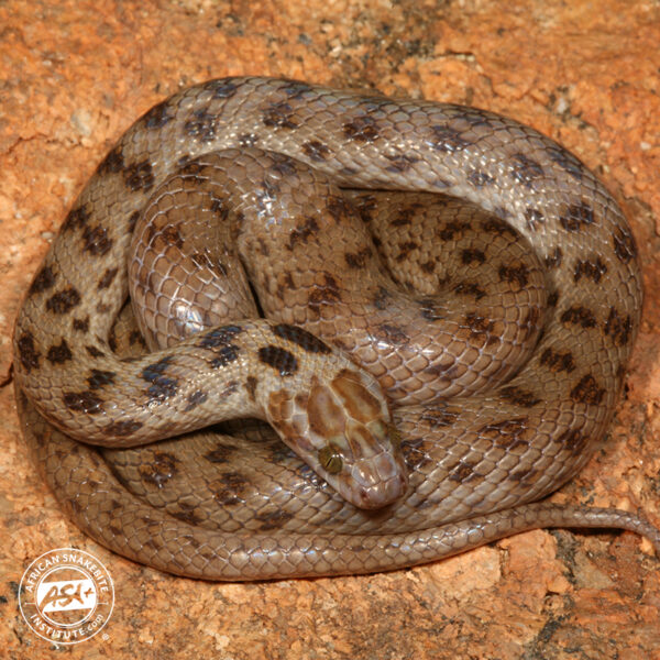 Spotted Rock Snake - African Snakebite Institute