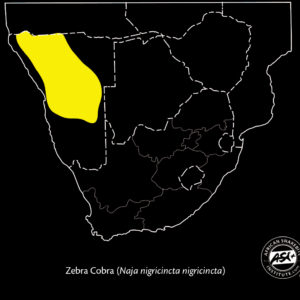 Zebra Cobra African Snakebite Institute