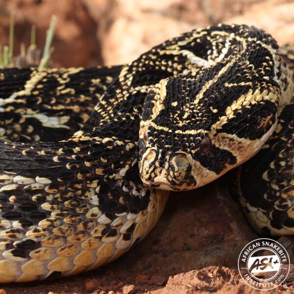 Puff Adder - African Snakebite Institute