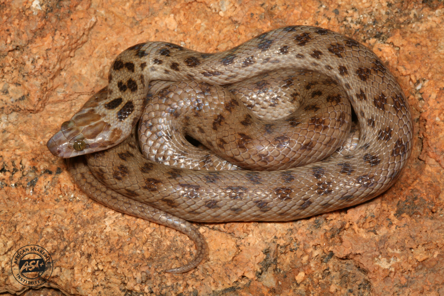 Spotted Rock Snake - African Snakebite Institute