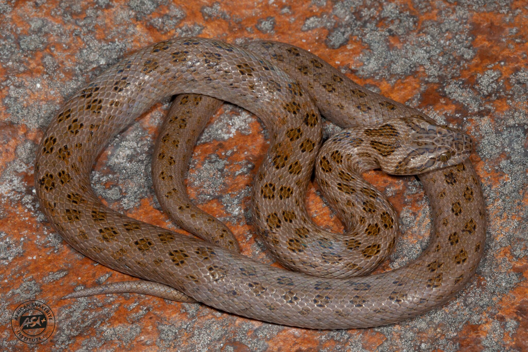 Spotted Rock Snake - African Snakebite Institute