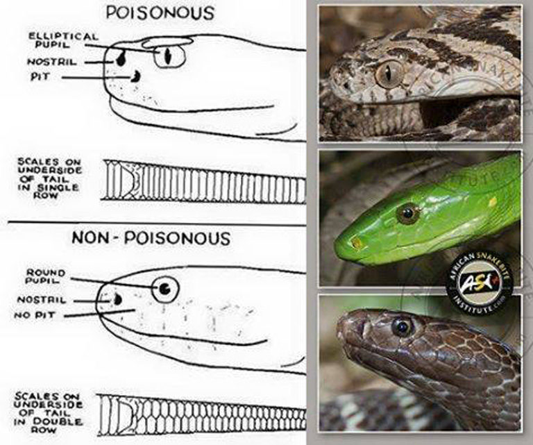 "Poisonous Versus Non-poisonous" - African Snakebite Institute